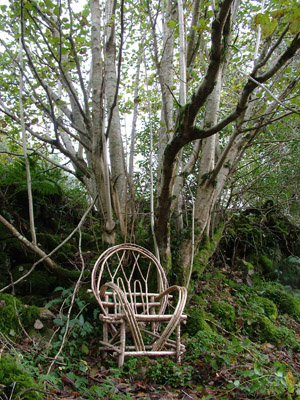 Bent wood chair with tree.