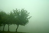 green trees in mist