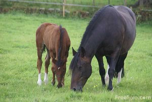 Horse and foal