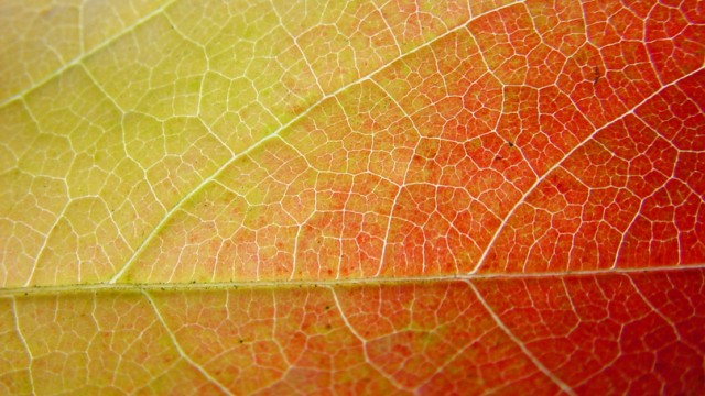 background leaf in green, yellow and red