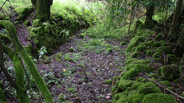 Woodland pathway, Co. Kilkenny
